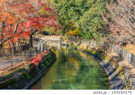 京都の秋の琵琶湖疏水(山科疏水)と紅葉 143850579