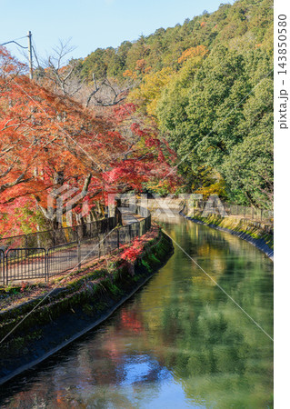 京都の秋の琵琶湖疏水(山科疏水)と紅葉 143850580