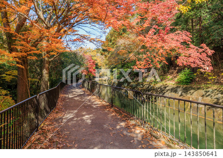 京都の秋の琵琶湖疏水(山科疏水)と紅葉 京都の秋の琵琶湖疏水(山科疏水)と紅葉 143850641