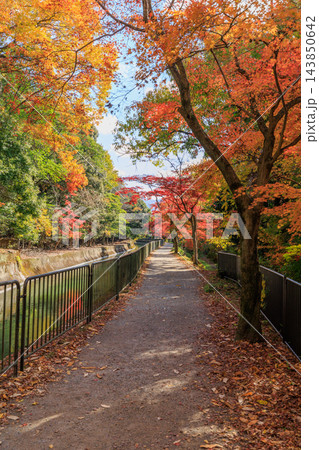 京都の秋の琵琶湖疏水(山科疏水)と紅葉 143850642