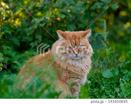 A portrait of a fluffy ginger cat sitting among green bushes in a garden. 143850695