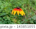 Flower of Aster family. Rudbeckia grows in meadow in sunny day. Rudbeckia is growing in countryside garden. 143851055