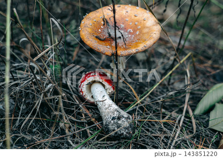 Two wild mushrooms rest among dry grass and twigs on a forest floor, showing an orange cap and a fallen red edged mushroom in a woodland scene. Two wild mushrooms rest among dry grass and twigs on a forest floor, showing an orange cap and a fallen red edged mushroom in a woodland scene. 143851220