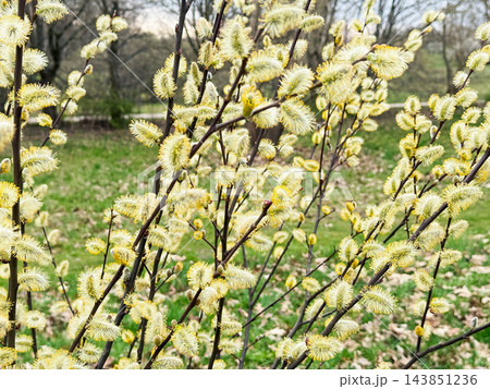 Willow branches with spring blossoms in nature. 143851236
