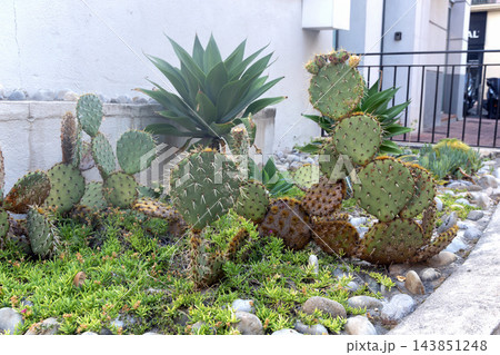 Agave And Tall Columnar Cacti In Garden 143851248