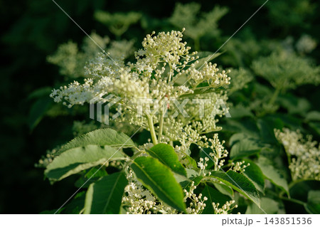 Delicate white elderflower blossoms in the evening sunlight in lush green nature. Soft floral textures and rich greenery create peaceful botanical summer atmosphere. Blooming white elderflower cluster 143851536