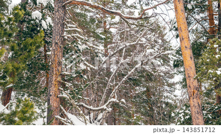 Snow-covered pine and mixed forest in Caucasus Mountains with branches laden with fresh snow Snow-covered pine and mixed forest in Caucasus Mountains with branches laden with fresh snow 143851712