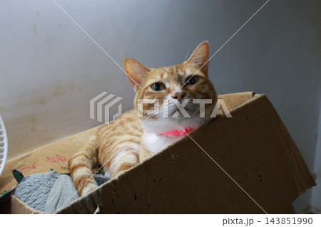 猫 ねこ ネコ 143851990