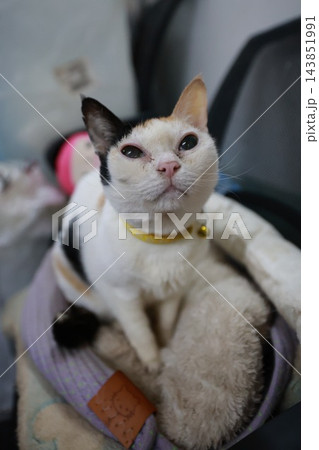 猫 ねこ ネコ 143851991
