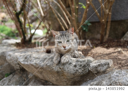 猫 ねこ ネコ 143851992