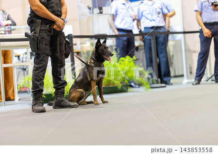 Police k9 handler and belgian malinois providing security indoors Police k9 handler and belgian malinois providing security indoors 143853558