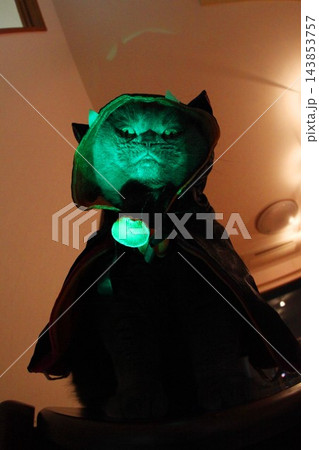 ハロウィンで着ぐるみをまとうにゃんこ！ 143853757