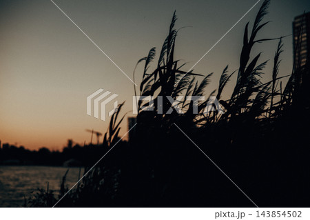 Reed silhouettes by a city lake at sunset, with warm evening light, dark urban skyline and calm water creating a moody atmospheric landscape. Reed silhouettes by a city lake at sunset, with warm evening light, dark urban skyline and calm water creating a moody atmospheric landscape. 143854502