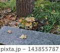 街中の落ち葉 143855787