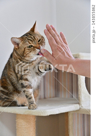 ハイタッチで挨拶する猫 ハイタッチで挨拶する猫 143855862