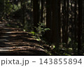 暗い森の中で光を浴びて成長する若木 143855894