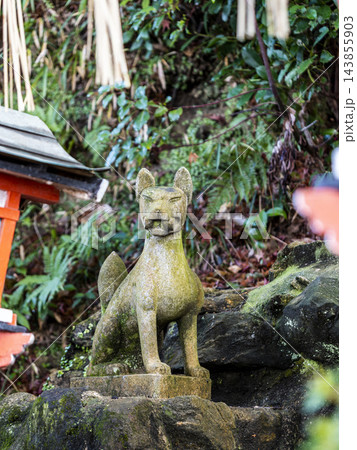 稲荷神社の狛狐 稲荷神社の狛狐 143855903