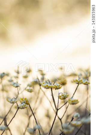 春の光に包まれるミツマタの花 143855963