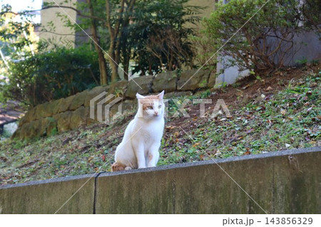 秋の日の午後 のらねこ 秋の日の午後 のらねこ 143856329
