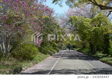 鷺森神社　参道　京都市左京区修学院宮ノ脇町 143856447