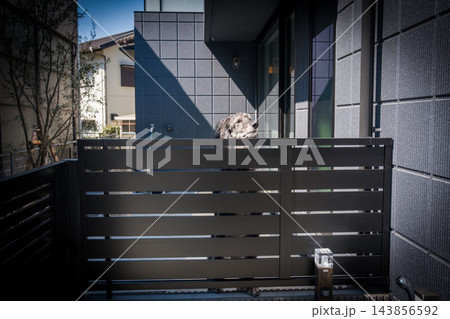 門扉から顔をのぞかせる犬 門扉から顔をのぞかせる犬 143856592