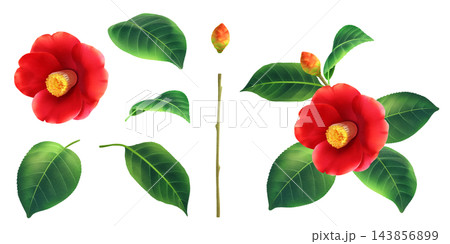 椿の花の素材 椿の花の素材 143856899