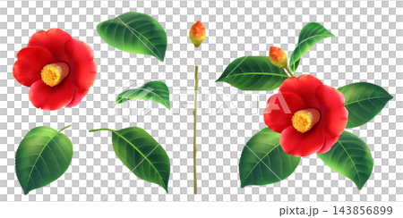 椿の花の素材 椿の花の素材 143856899