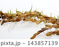 籾が穂に付いたまま発芽する穂発芽 籾が穂に付いたまま発芽する穂発芽 143857139