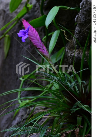 ハナアナナス キアネア・着生植物・エアプランツ・熱帯雨林原産 ハナアナナス キアネア・着生植物・エアプランツ・熱帯雨林原産 143857567