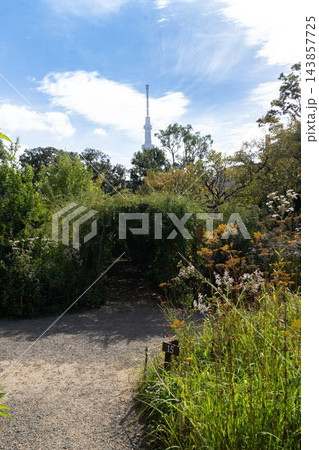 向島百花園から望む東京スカイツリーと秋草の庭園 143857725
