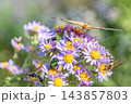満開のシオンの花に訪れる昆虫たち 143857803
