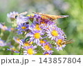 薄紫色のシオンの花に訪れる蝶と甲虫と蜂 143857804