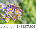 満開のシオンの花に訪れた雌のツマグロヒョウモンとツチバチとコアオハナムグリ 143857806