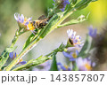 薄紫色のシオンの花に訪れ花粉まみれの蜂 143857807