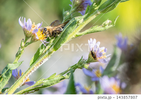 薄紫色のシオンの花に訪れ花粉まみれの蜂 143857807