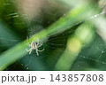 円網の中心で獲物を待つ小さな蜘蛛 143857808