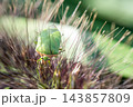 穂にもぐり熱心に吸汁する農業害虫ミナミアオカメムシ 143857809
