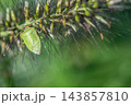 穂にしがみつく緑色のカメムシ 143857810