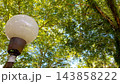 Vintage Round Globe Street Light Lamp in Garden Against Tree Canopy    143858222