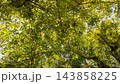 Dense Green Tree Leaves Canopy Looking Up Towards Sky Background    143858225