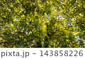 Lush Green Tree Canopy View Looking Up Against Natural Sunlight    143858226
