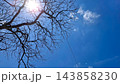 Wide Blue Sky with Dry Tree Silhouette and Bright Sunlight    143858230