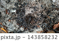 Burnt Leaves Ash and Charcoal Texture Background in Nature    143858232