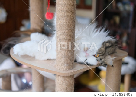 Close up of cute fluffy white cat with lazy pose, in clear bowl on cat tree. Close up of cute fluffy white cat with lazy pose, in clear bowl on cat tree. 143858405