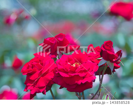 朝日を浴びる赤い薔薇の花 143858528