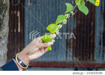 Close-up of a hand holding fresh jujube tree leaves and tiny blossoms. Ziziphus mauritiana plant branch held gently in a rural setting. Close-up of a hand holding fresh jujube tree leaves and tiny blossoms. Ziziphus mauritiana plant branch held gently in a rural setting. 143858596