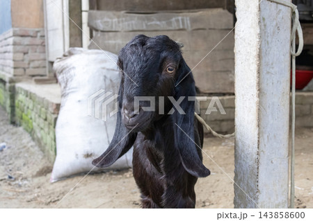 Black Bengal goat with long floppy ears standing outdoors in a rural shelter. Domestic livestock farming in South Asian countryside. Black Bengal goat with long floppy ears standing outdoors in a rural shelter. Domestic livestock farming in South Asian countryside. 143858600