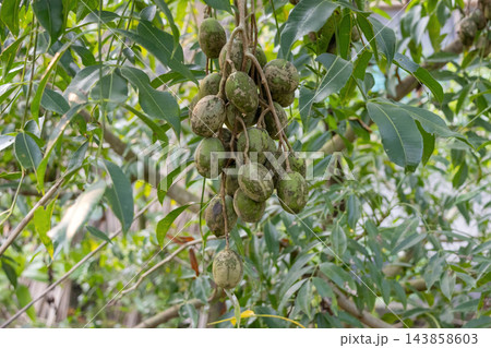 Bunch of fresh green hog plum fruits hanging on a tree branch. Raw Spondias dulcis or ambarella growing in an organic tropical orchard. Bunch of fresh green hog plum fruits hanging on a tree branch. Raw Spondias dulcis or ambarella growing in an organic tropical orchard. 143858603