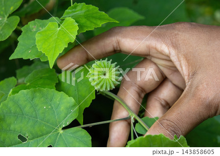 Woman hand holding green Abutilon indicum fruit on plant branch. Country mallow herbal botanical fruit growing in outdoor garden environment. Woman hand holding green Abutilon indicum fruit on plant branch. Country mallow herbal botanical fruit growing in outdoor garden environment. 143858605