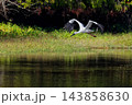 池に飛んで来たコウノトリ 143858630